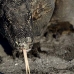 dragon_komodo_hsb_rinca_v_0647_kom2416.jpg